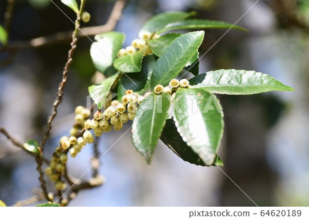 Hisakaki的花 Hisakaki的花 64620189