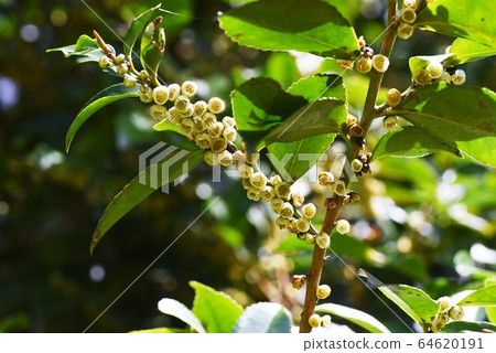 Hisakaki的花 64620191