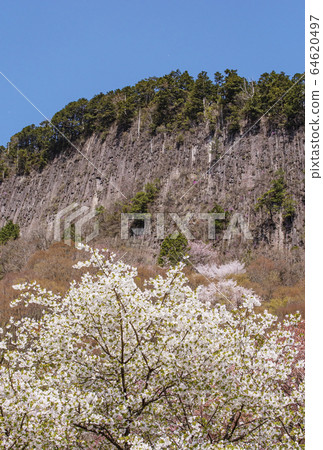 春季折岩花園山櫻花和折岩奈良著名的櫻花 64620497