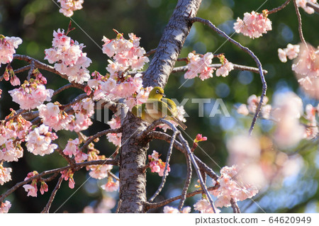 福岡縣福津市日本白眼梅花宮城神社 64620949