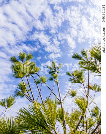 Long needle evergreen tree against sky and clouds. Long needle evergreen tree against sky and clouds. 64621181