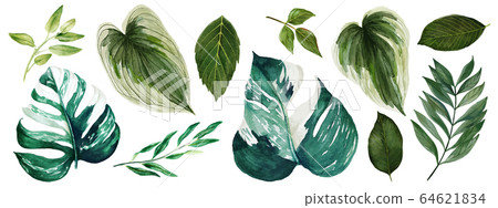 Monstera leaves, Watercolor bright greenery collection, hand drawn Monstera leaves, Watercolor bright greenery collection, hand drawn 64621834