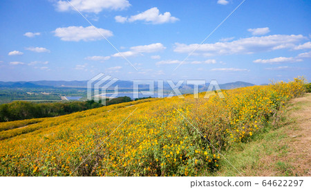 Tithonia diversifolia or Mexican sunflower blue Tithonia diversifolia or Mexican sunflower blue 64622297
