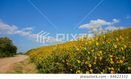 Tithonia diversifolia or Mexican sunflower blue 64622332