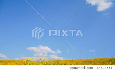 Tithonia diversifolia or Mexican sunflower blue Tithonia diversifolia or Mexican sunflower blue 64622334