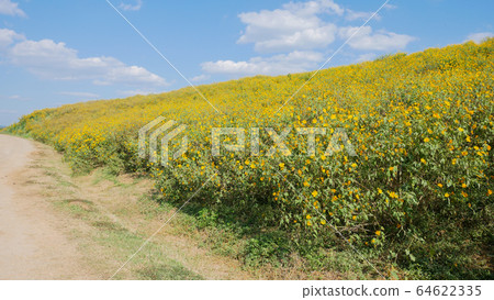 Tithonia diversifolia or Mexican sunflower blue 64622335