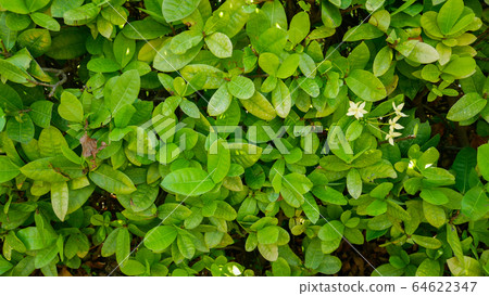 Grass flowers and leaf beautiful Grass flowers and leaf beautiful 64622347