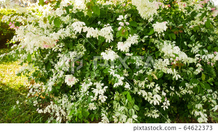 Beautiful Small white flower name Mok in garden Beautiful Small white flower name Mok in garden 64622373