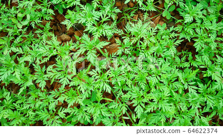 Top view Small young seedlings marigold Top view Small young seedlings marigold 64622374