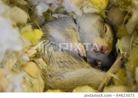 理查森·接地迪斯天使睡著的臉1 64623075