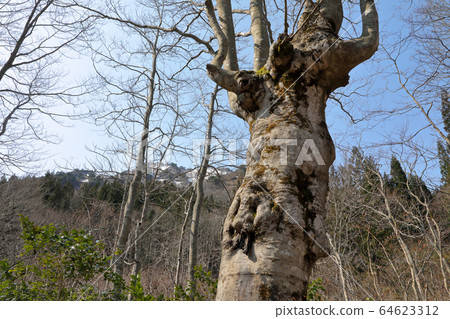 Early spring beech agariko Tadami Town, Fukushima Prefecture Early spring beech agariko Tadami Town, Fukushima Prefecture 64623312