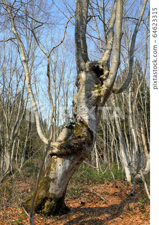 Early spring beech agariko Tadami Town, Fukushima Prefecture 64623315