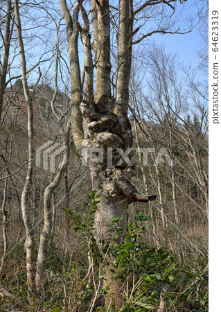 福島縣早春山毛櫸agariko Tadami鎮 福島縣早春山毛櫸agariko Tadami鎮 64623319