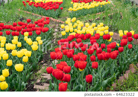 尺k公園鬱金香 64623322
