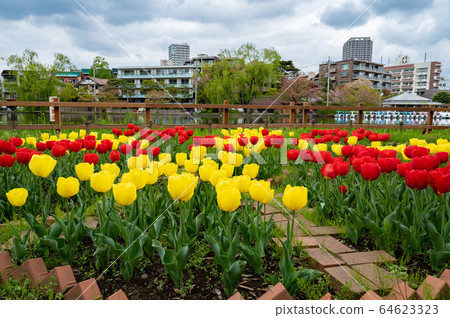 尺k公園鬱金香 尺k公園鬱金香 64623323