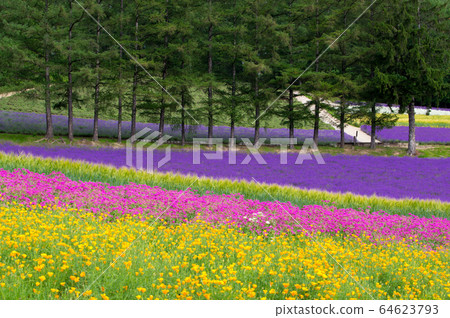 Flower field in the forest 64623793