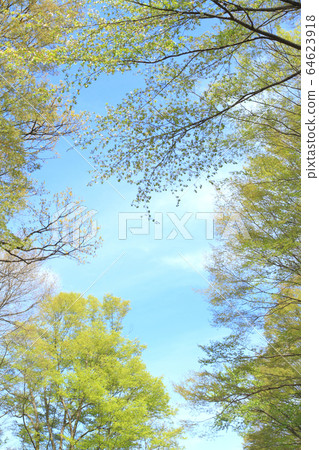 Fresh green and blue sky Fresh green and blue sky 64623918