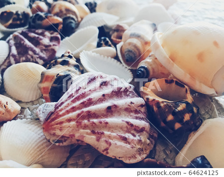 Seashells as summer coastal background, nature and travel Seashells as summer coastal background, nature and travel 64624125
