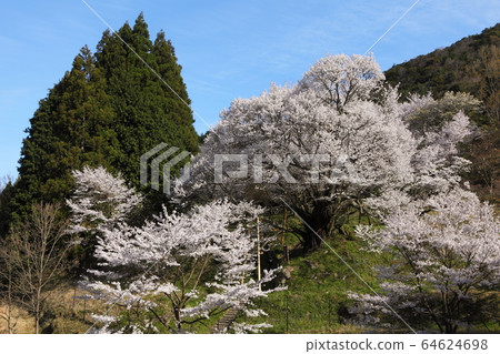 佛教寺廟千年櫻桃樹 64624698