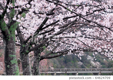 Kyoto Arashiyama Togetsu Bridge 64624709
