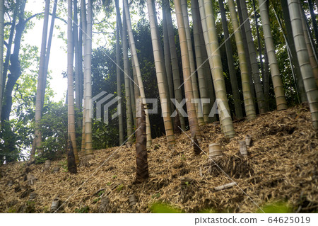Bamboo groves bamboo groves 64625019
