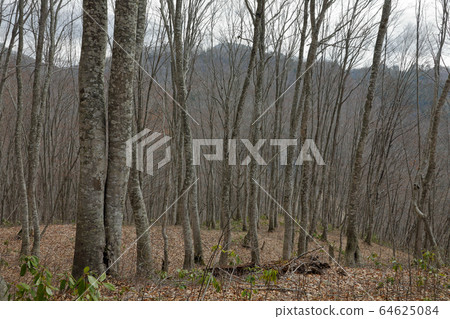 Early Spring Beech Forest-Yatori's Beech Forest Tadami Town, Fukushima Prefecture 64625084