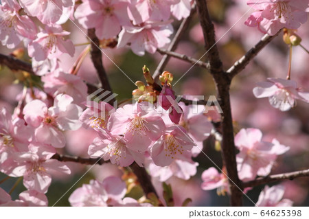 Sa市大仙公園的川津櫻花 Sa市大仙公園的川津櫻花 64625398