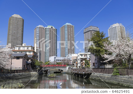Urban scenery Cherry blossoms in full bloom and high-rise apartments on Tsukudajima Chuo-ku, Tokyo 64625491