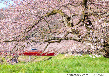 Kakunodate cherry blossom a cherry tree tunnel Kakunodate cherry blossom a cherry tree tunnel 64625612