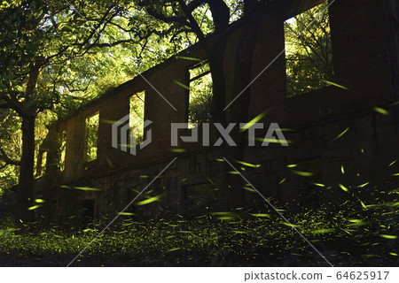 永達礦場遺跡,新北市,三峽區,螢火蟲 64625917