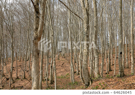 Early Spring Beech Forest-Yatori's Beech Forest Tadami Town, Fukushima Prefecture Early Spring Beech Forest-Yatori's Beech Forest Tadami Town, Fukushima Prefecture 64626045