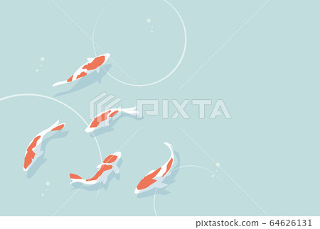 Nishikigoi swimming in the pond 64626131