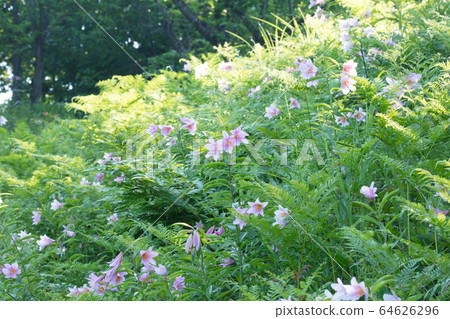 百合花 百合花 64626296