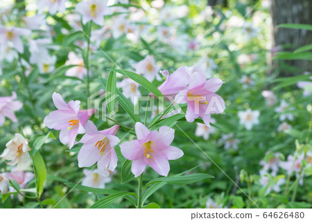 百合花 百合花 64626480