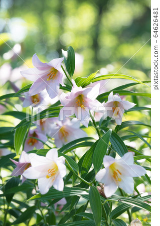 百合花 百合花 64626481