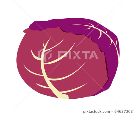 cabbage cabbage 64627308