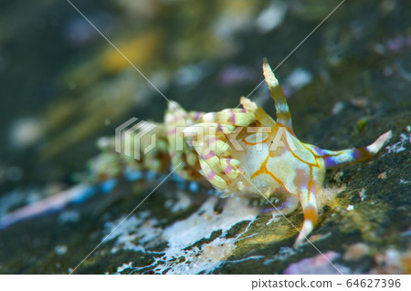 牛磺酸鯉魚 64627396