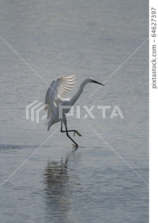 Little egret catching food while moving like dancing 64627397
