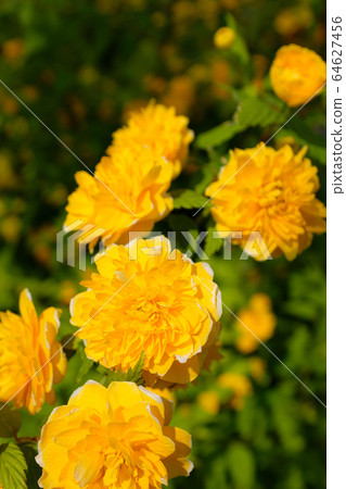 盛開的山梨c-1盛開 盛開的山梨c-1盛開 64627456