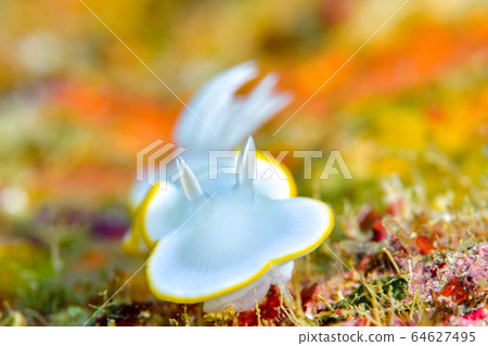 Meringue sea bream 64627495