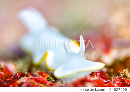 酥皮海鯛 64627496