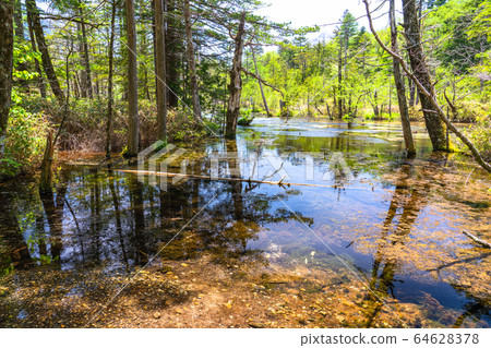 《Nagano Prefecture》Kamikochi Takezawa Marsh, Azusa River clear stream 64628378