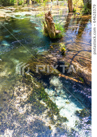《Nagano Prefecture》Kamikochi Takezawa Marsh, Azusa River clear stream 64628379