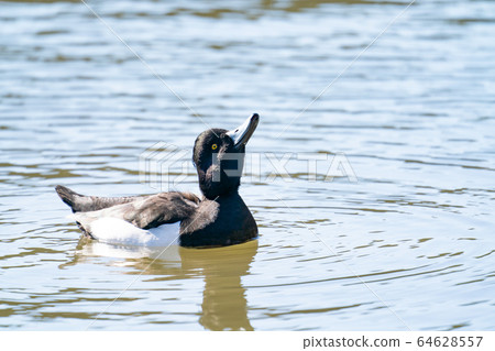 Kinkrochasshuro 64628557