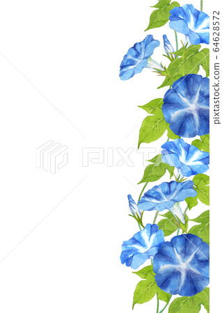 牽牛花水彩 牽牛花水彩 64628572