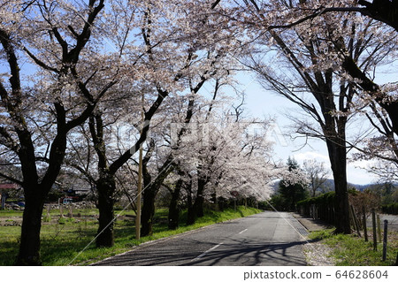 April Nagatoro 05 Well-lined cherry trees 64628604