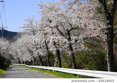 April Nagatoro 04 Well-lined cherry trees 64628605