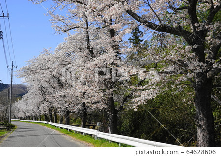 April Nagatoro 03 Well-lined cherry trees 64628606
