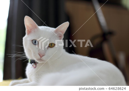 Cat Cat 64628624