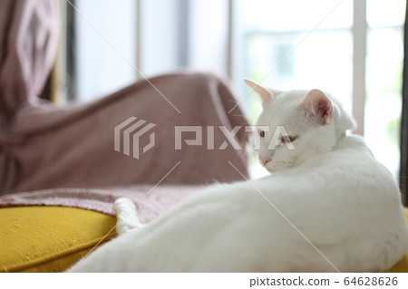 Cat Cat 64628626